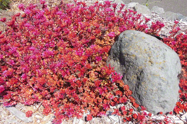 Sedum spurium 'Fuldaglut'